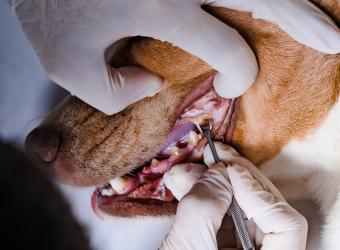 The Truth About Anesthesia-Free Dental Cleanings