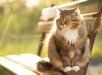 Setting Your Pet Up for a Lifetime of Healthy Teeth