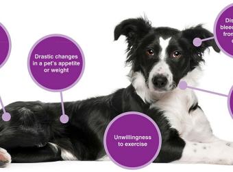 Pet Cancer Awareness: What Every Pet Owner Should Know 💡