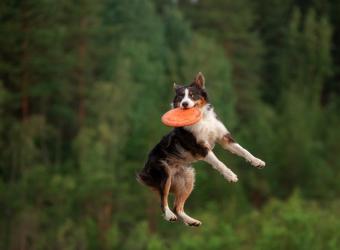 Keep Pets Active, Keep Hearts Healthy