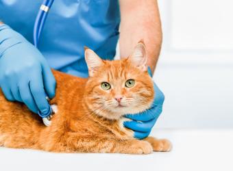 Is Cancer Treatable in Pets? Exploring Your Options