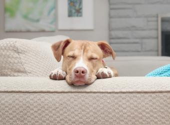 Understanding Mitral Valve Disease in Dogs (and Cats): What Every Pet Owner Should Know
