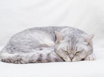 Diet and Heart Health—Grain-Free Diets and HCM in Cats