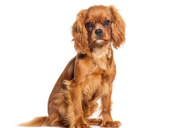 Heart Murmurs in Pets