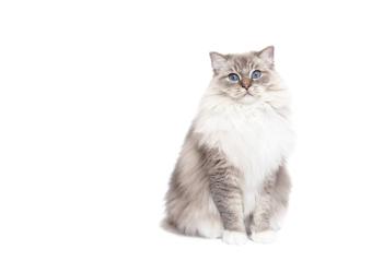 Know the Breeds Prone to Heart Disease