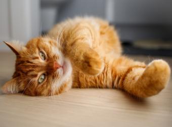 Cats Get Heartworms Too