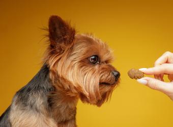 Understanding Pet Behavior