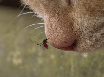 Parasite Prevention for Felines