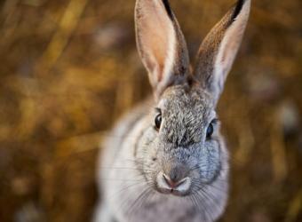 Why Exotic Pets Need Annual Wellness Visits, Too
