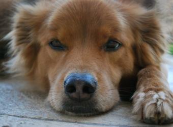 Cancer and Pets: What's the Cause?