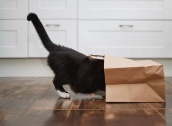 9 Aspects of Cat Preventive Care That Every Owner Should Know 😽