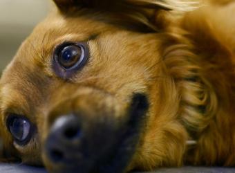 What Causes Kidney Disease in Dogs?
